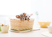 PUP 27 YT0024 01
Two Chihuahua Puppies Peeking Out Of Basket On Table