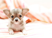 PUP 27 YT0028 01
Chihuahua Puppy Laying On Blanket