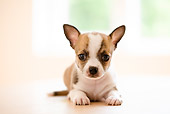 PUP 27 YT0029 01
Chihuahua Puppy Laying On Wooden Table