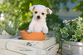 PUP 27 YT0032 01
Chihuahua Puppy Sitting In Flower Pot