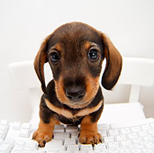 PUP 28 YT0004 01
Dachshund Puppy Standing On Chair With Paws On Keyboard