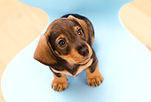 PUP 28 YT0011 01
Dachshund Puppy Sitting On Blue Chair
