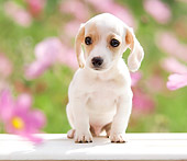 PUP 28 YT0013 01
Dachshund Puppy Sitting By Pink Flowers