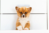 PUP 30 YT0005 01
Pembroke Welsh Corgi Peeking Out Of White Drawer