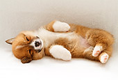PUP 30 YT0006 01
Pembroke Welsh Corgi Sleeping On White Rug