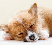PUP 30 YT0008 01
Close-Up Of Pembroke Welsh Corgi Sleeping On White Rug