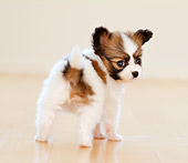 PUP 32 YT0003 01
Papillon Puppy Standing On Hardwood Floor
