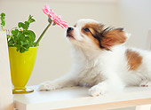 PUP 32 YT0004 01
Papillon Puppy Laying On White Bench Sniffing Pink Flower