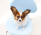 PUP 32 YT0005 01
Papillon Puppy Sitting On Blue Chair
