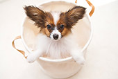 PUP 32 YT0006 01
Papillon Puppy Standing In White Bucket