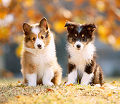 PUP 35 YT0002 01
Two Shetland Sheepdog Puppies Sitting On Grass And Leaves