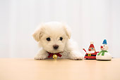 PUP 41 YT0002 01
Maltese Puppy Standing At Coffee Table With Christmas Toys