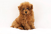 PUP 48 YT0001 01
Toy Poodle Puppy Sitting On White Rug