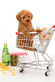 PUP 48 YT0005 01
Toy Poodle Puppy Sitting In Shopping Cart