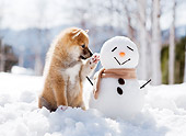 PUP 50 YT0002 01
Shiba Inu Puppy Sitting On Snow By Snowman