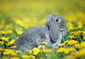 RAB 01 GR0296 01
Lop-Eared Rabbit Sitting In Grass And Yellow Flowers