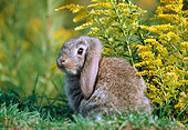 RAB 01 GR0297 01
Lop-Eared Rabbit Sitting In Grass And Yellow Flowers