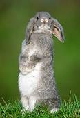RAB 01 GR0298 01
Portrait Of Lop-Eared Rabbit Sitting Upright In Grass