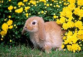 RAB 01 GR0299 01
Portrait Of Mini Lop Rabbit Sitting In Grass By Yellow Flowers