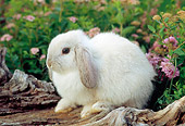 RAB 01 GR0300 01
Portrait Of Mini Lop Rabbit Sitting On Log By Pink Flowers