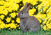 RAB 01 GR0301 01
Portrait Of Mixed Breed Rabbit Sitting In Grass By Yellow Flowers