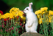 RAB 01 GR0302 01
White Mixed Breed Rabbit Sitting Upright On Rock By Yellow Flowers