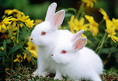 RAB 01 GR0304 01
Portrait Of White Rabbits Sitting By Yellow Flowers