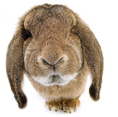 RAB 01 JE0009 01
Brown Lop-Eared Rabbit Sitting On White Seamless
