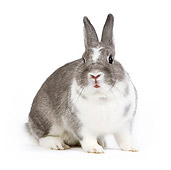 RAB 01 JE0020 01
Dwarf Rabbit Sitting On White Seamless