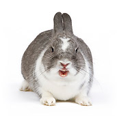 RAB 01 JE0021 01
Dwarf Rabbit Sitting On White Seamless