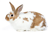 RAB 01 JE0023 01
Dwarf Rabbit Sitting On White Seamless Profile