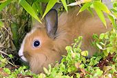 RAB 01 JE0024 01
Close-Up Of Lionhead Rabbit Sitting In Brush