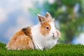 RAB 01 PE0001 01
Lionhead Dwarf Rabbit Sitting In Grass