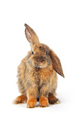 RAB 01 PE0002 01
Young Satin Lop-Eared Dwarf Rabbit Sitting On White Seamless