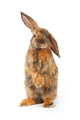 RAB 01 PE0003 01
Young Satin Lop-Eared Dwarf Rabbit Standing On Hind Legs On White Seamless