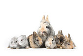RAB 01 PE0004 01
Lionhead Dwarf Rabbit Mother With Young Sitting On White Seamless