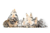 RAB 01 PE0005 01
Lionhead Dwarf Rabbits With Young Sitting On White Seamless
