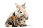 RAB 01 PE0006 01
Lionhead Dwarf Rabbit With Young Sitting On White Seamless