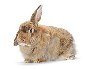RAB 01 PE0007 01
Domestic Rabbit Sitting On White Seamless