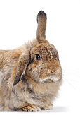 RAB 01 PE0008 01
Close-Up Of Domestic Rabbit Sitting On White Seamless