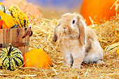 RAB 01 PE0009 01
Lop-Eared Dwarf Rabbit Sitting In Hay By Pumpkins And Gourds