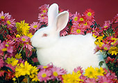 RAB 01 GR0058 01
Domestic Albino Rabbit By Flower Arrangment