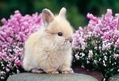 RAB 01 GR0233 01
Lionhead Rabbit On Rock By Flowers