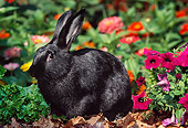 RAB 01 LS0011 01
Domestic Black Rabbit Sitting By Flowers In Garden