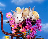 RAB 01 RK0035 06
Easter Bunnies And Chicks In Basket By Flowers Blue Sky