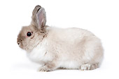 RAB 02 JE0006 01
Lionhead Dwarf Rabbit Sitting On White Seamless Profile