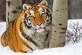 TGR 02 TL0032 01
Siberian Tiger Laying On Snow By Trees