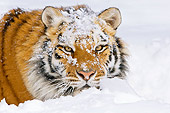 TGR 02 TL0034 01
Siberian Tiger Laying On Snow