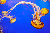 UWC 01 TL0004 01
Group Of Sea Nettle Jellyfish