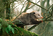 WLD 04 TL0001 01
Opossum In Tree
